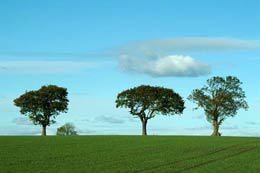 Trees